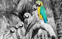 colored-effect-on-parrot