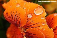 Fleur Pluis-