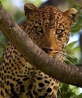 leopard-of-eyes-on-africa