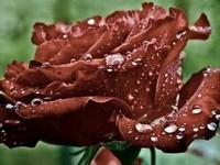 dew-drops-on-rose-petals-