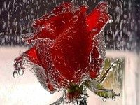 Red-Rose-