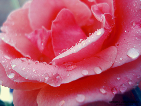 pink_rose_