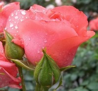 -dew-drops-beautiful-roses