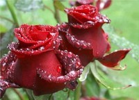 -simply-red-beautiful-roses
