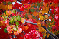 couleurs-d-automne