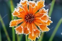frosty-flower
