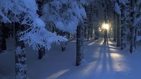 winter-forest-magical-beautiful-background-bigest-images