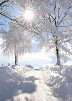 -winter-white-winter-snow