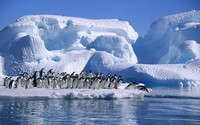 penguins-glacier