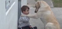 -un-chien-aide-un-enfant-trisomique-a-interagir
