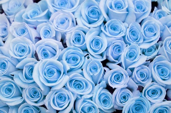 roses-bleues-
