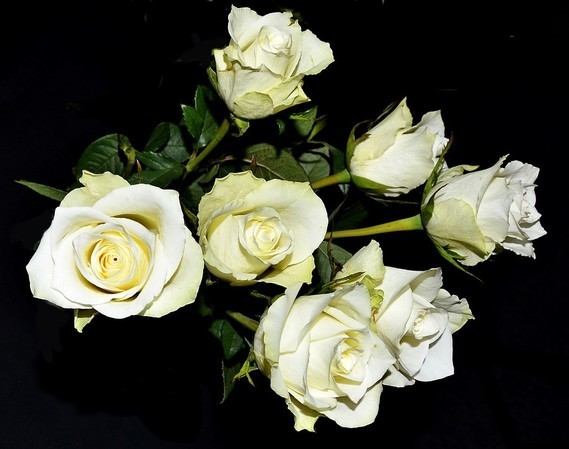 white-roses-