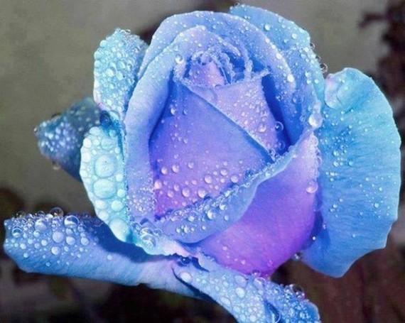 rose--bleu