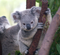 BB koala