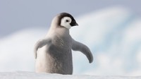 BB pingouin