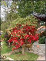 jardin chinois