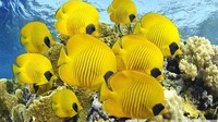 poissons jaune