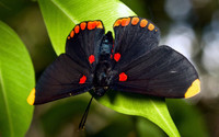 Papillon Noir Et Rouge