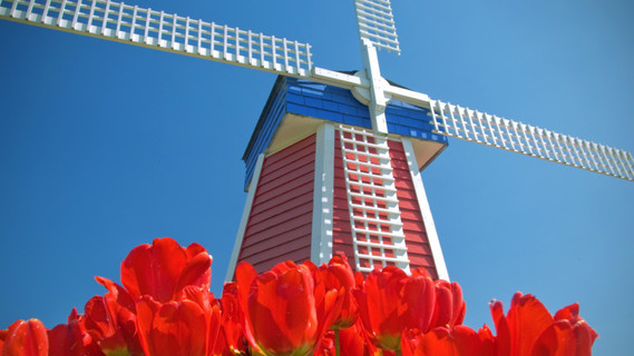 Windmill And Tulips