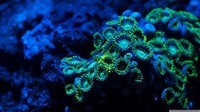 Zoanthids Coral