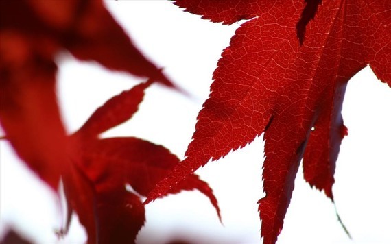 feuilles rouge