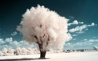 arbre blanc