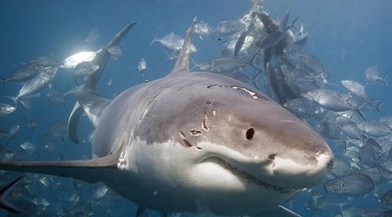 requin-blanc _-