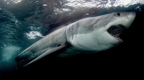 requin-blanc -