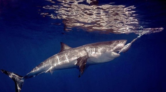 requin-blanc1