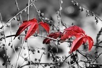 feuilles-rouges-
