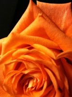 -orange-roses