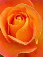 rose orange