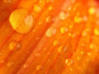 drops-on-bright-orange-flower_l