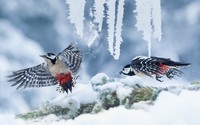 birds-nature-