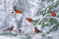 birds-winter-birds-snow-cold-