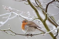 oiseaux hiver 4