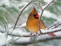 oiseaux hiver 2