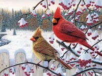 oiseaux hiver 7