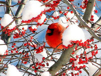 oiseaux hiver 8