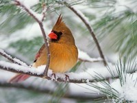 oiseaux hiver