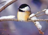 oiseaux hiver 3