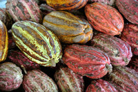 cacao-madagascar