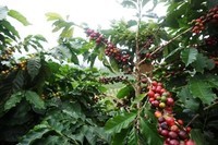 plantation-de-café-au-brésil-
