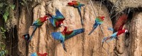 oiseaux d'amazonie