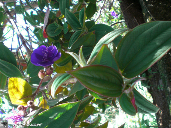 tibouchina plante tropical