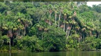 la-forêt-amazonienne-