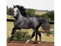 cheval_