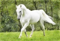 horse-