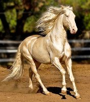 cheval blanc
