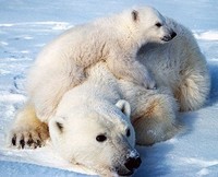 polar-bears-